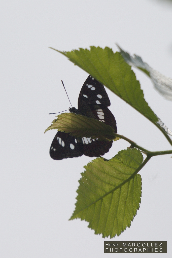 Papillon_Sylvain azure.jpg